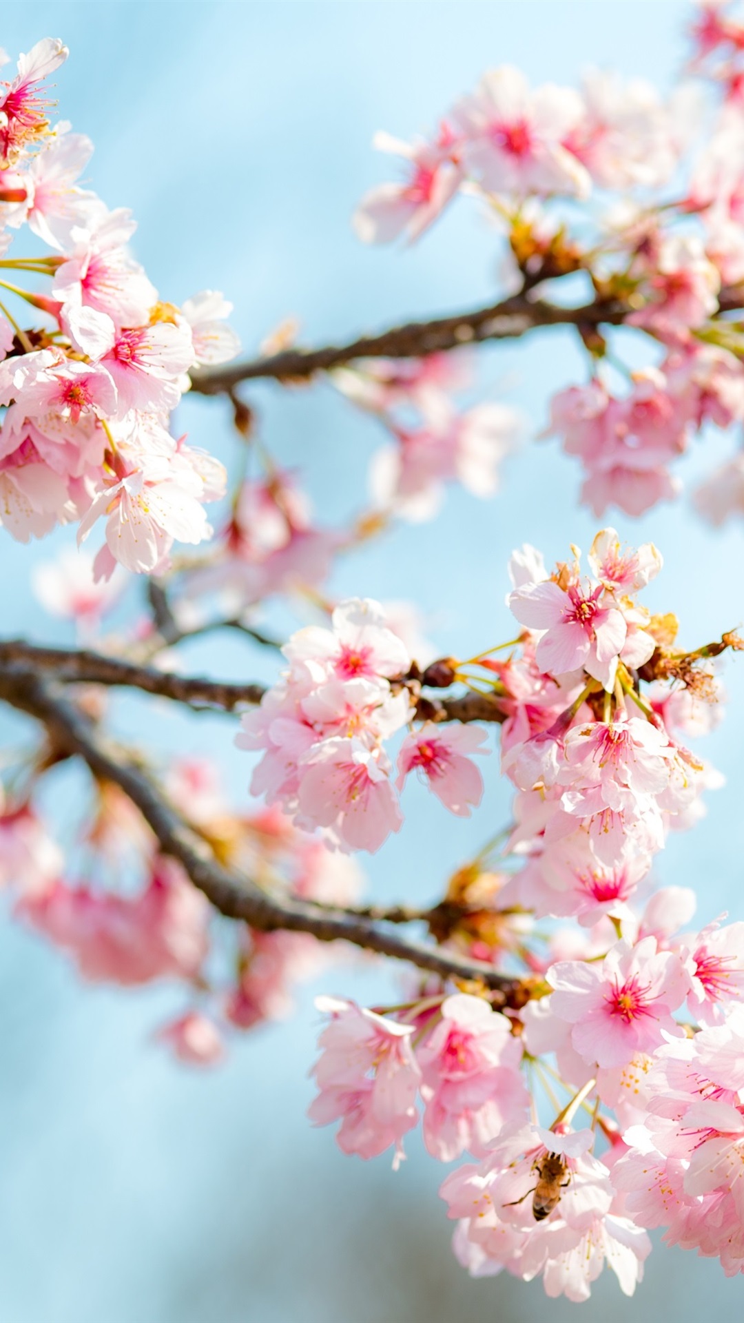 fond d'écran sakura iphone,fleur,fleur,plante,fleur de cerisier,printemps