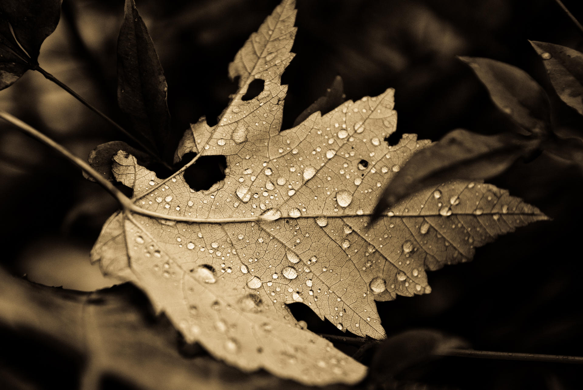 official wallpaper,leaf,water,black,black and white,monochrome photography