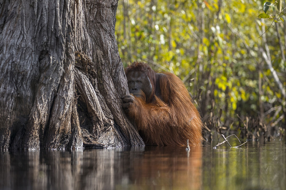 fonds d'écran primés,faune,primate,marais,orang outan,cours d'eau