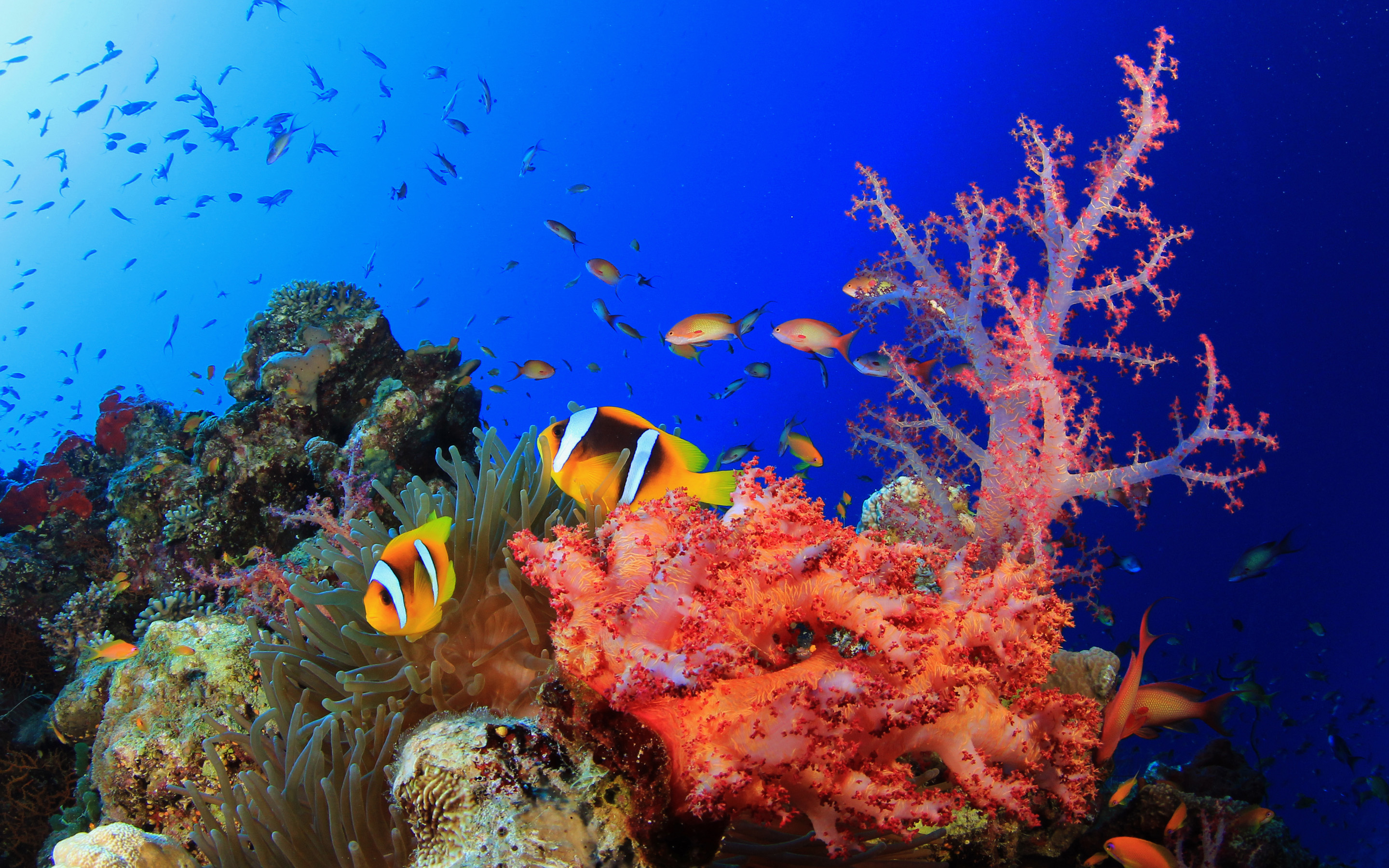サンゴ礁の壁紙,リーフ,サンゴ礁,水中,海洋生物学,サンゴ礁の魚
