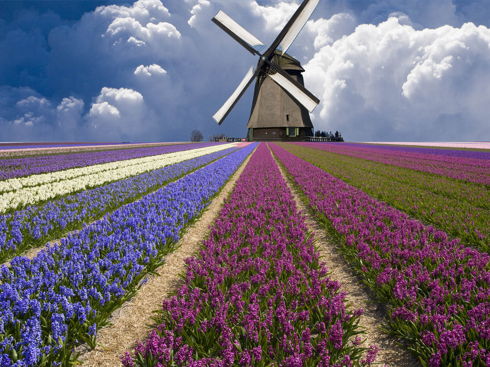 papier peint néerlandais,moulin à vent,champ,lavande,ciel,fleur