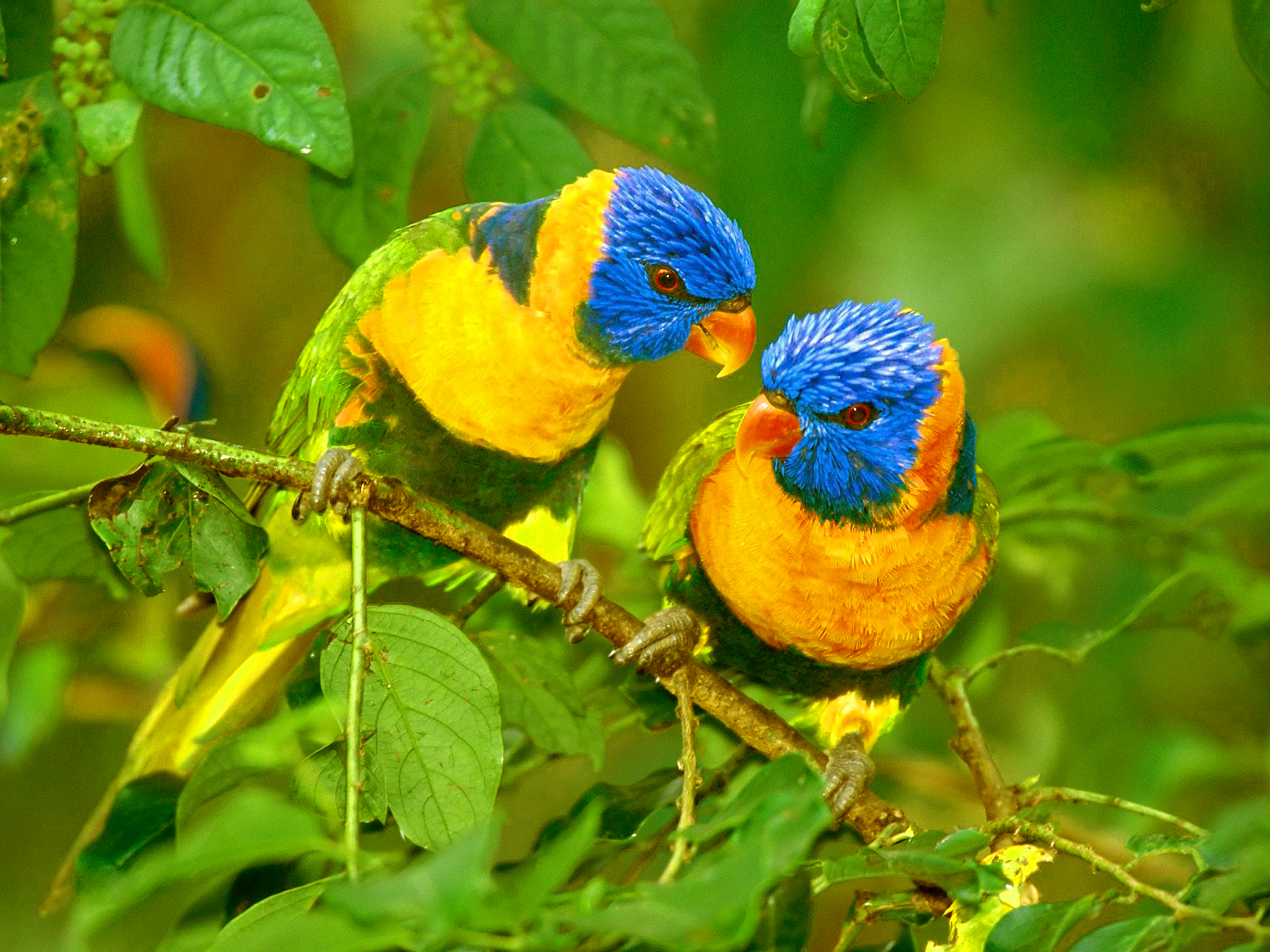 fondo de pantalla elegante,pájaro,loro,planta,pájaro posado,guacamayo