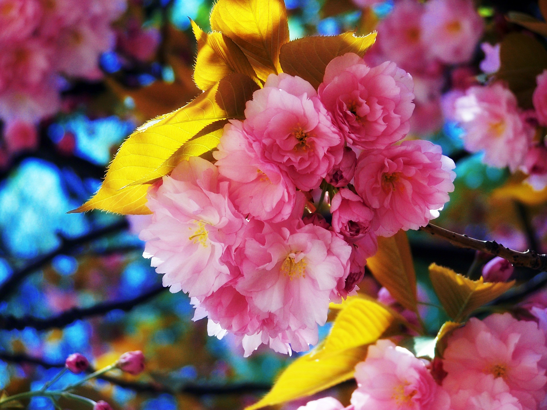 dernier téléchargement gratuit de fond d'écran,fleur,rose,pétale,printemps,plante