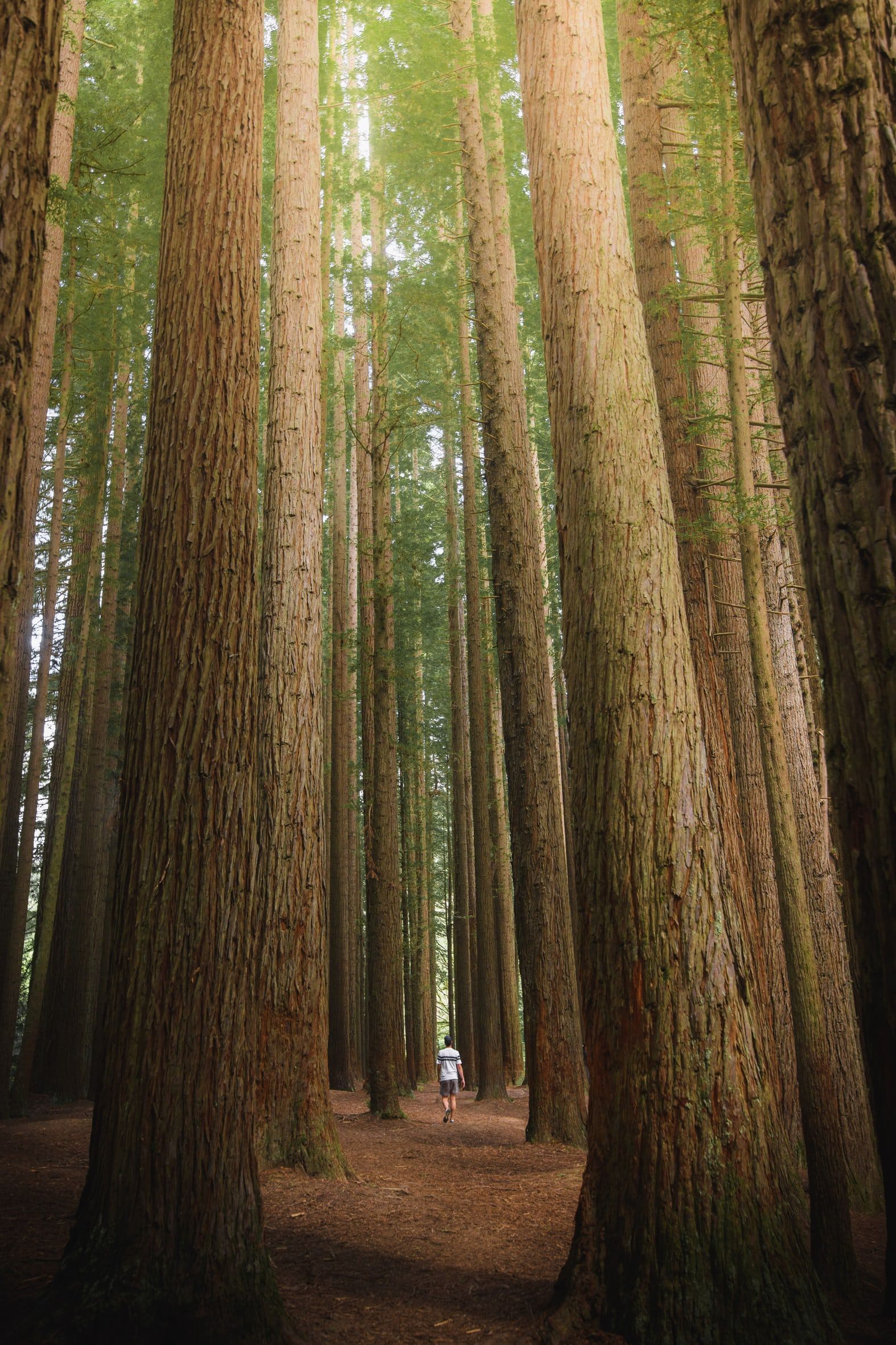 carta da parati dow,grande albero,albero,sequoia,tronco,foresta
