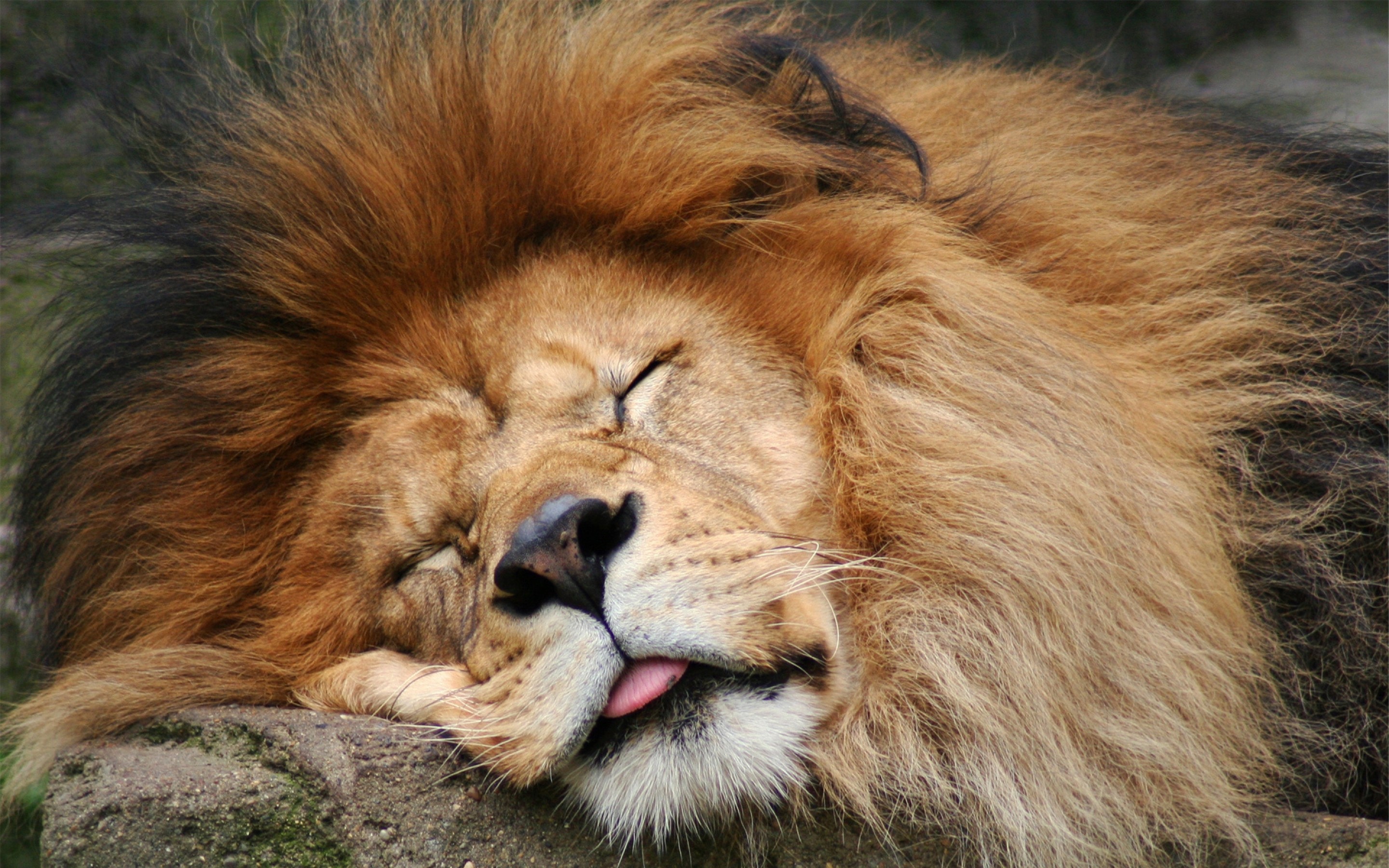 fondo de pantalla de pagalworld,león,masai lion,cabello,fauna silvestre,felidae