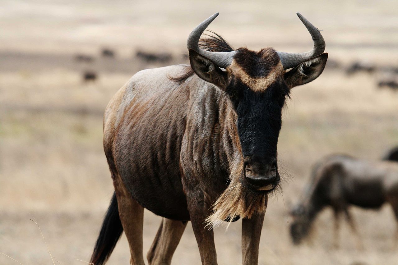 fond d'écran gnu,gnou,klaxon,faune,animal terrestre,famille de chèvre de vache