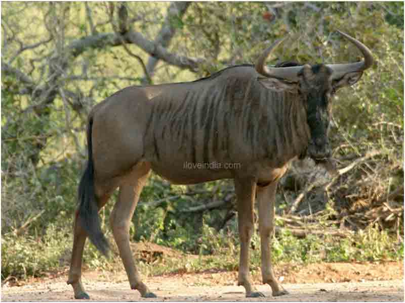 gnu wallpaper,mammal,vertebrate,wildlife,terrestrial animal,kudu