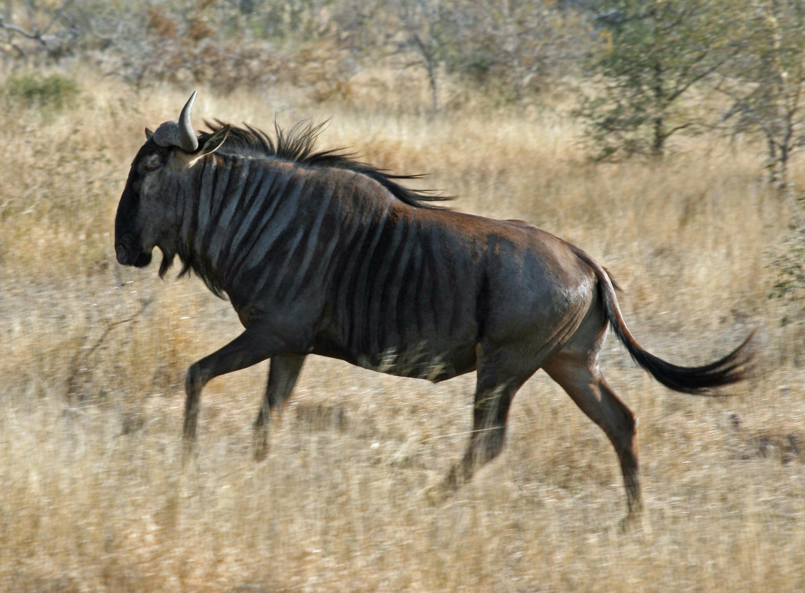 fond d'écran gnu,gnou,faune,animal terrestre,plaine,prairie