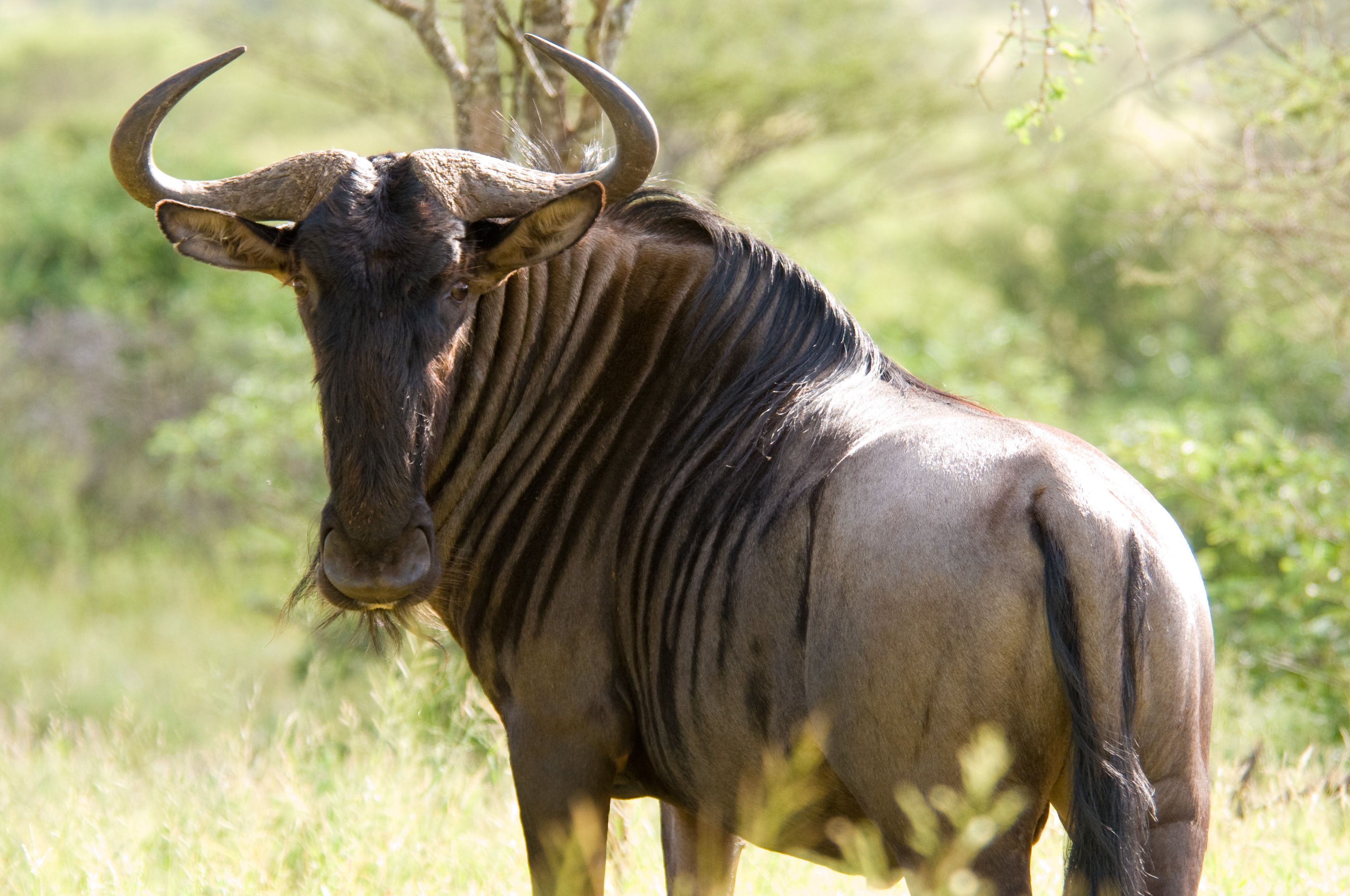 gnu wallpaper,ñu,fauna silvestre,animal terrestre,cuerno,familia vaca cabra