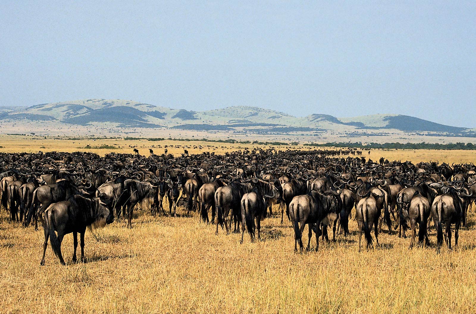 gnu wallpaper,herd,animal migration,wildlife,herding,wildebeest