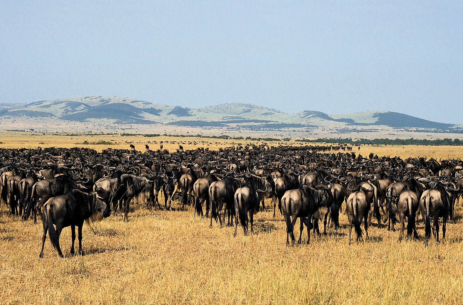 fond d'écran gnu,troupeau,faune,gnou,prairie,ranch