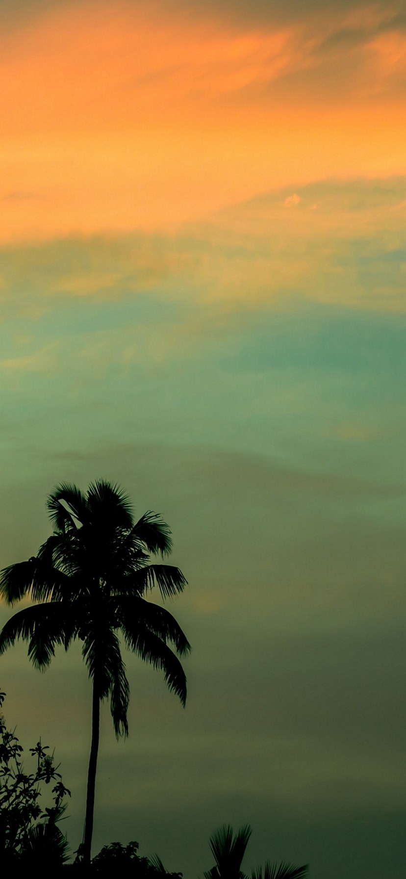 immagine di sfondo,cielo,natura,albero,palma,calma