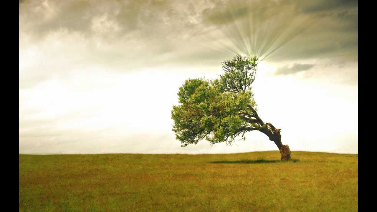 immagine di sfondo,paesaggio naturale,natura,albero,verde,cielo