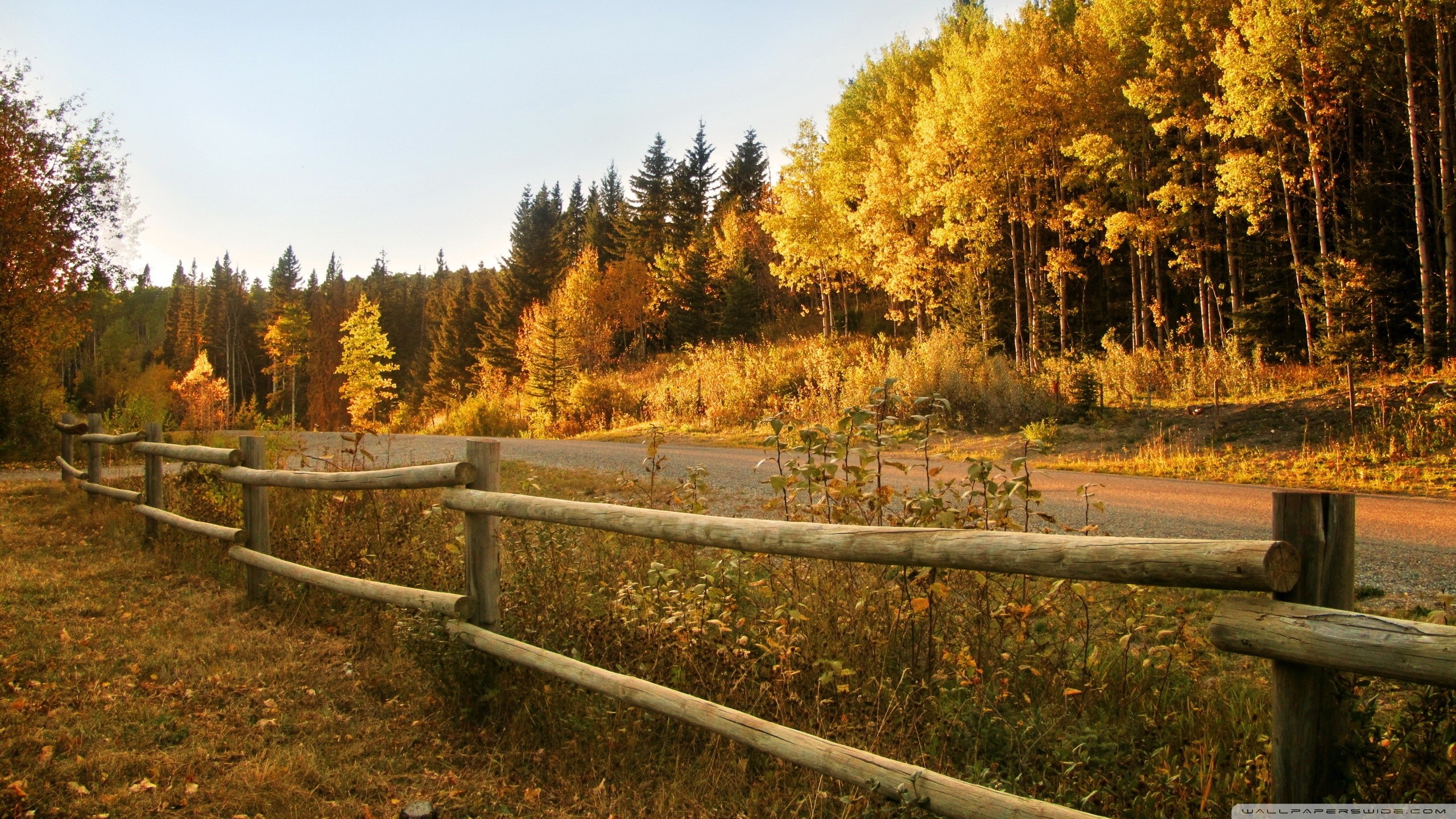 immagine di sfondo,paesaggio naturale,natura,albero,autunno,foglia