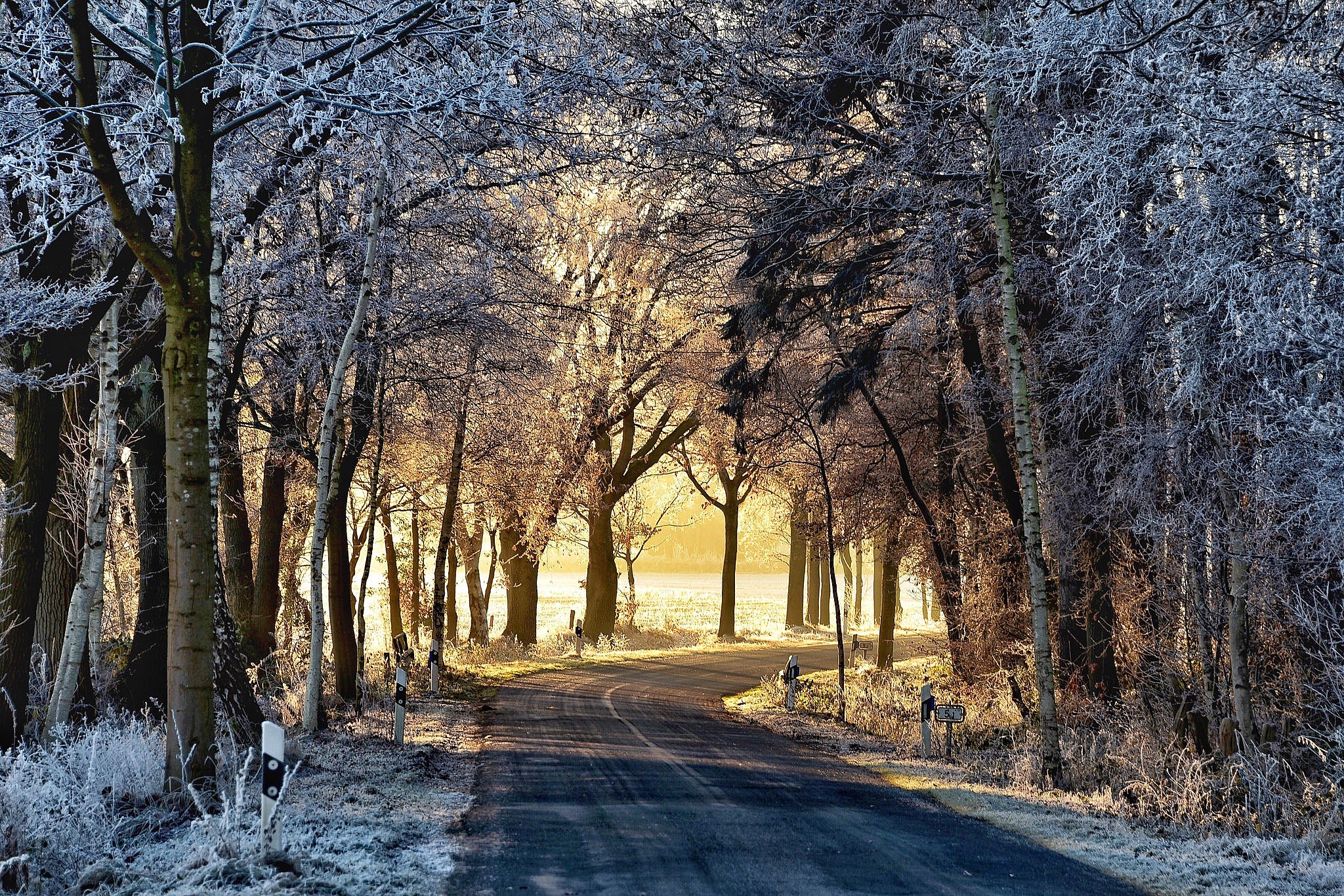 first wallpaper,natural landscape,tree,nature,winter,sky