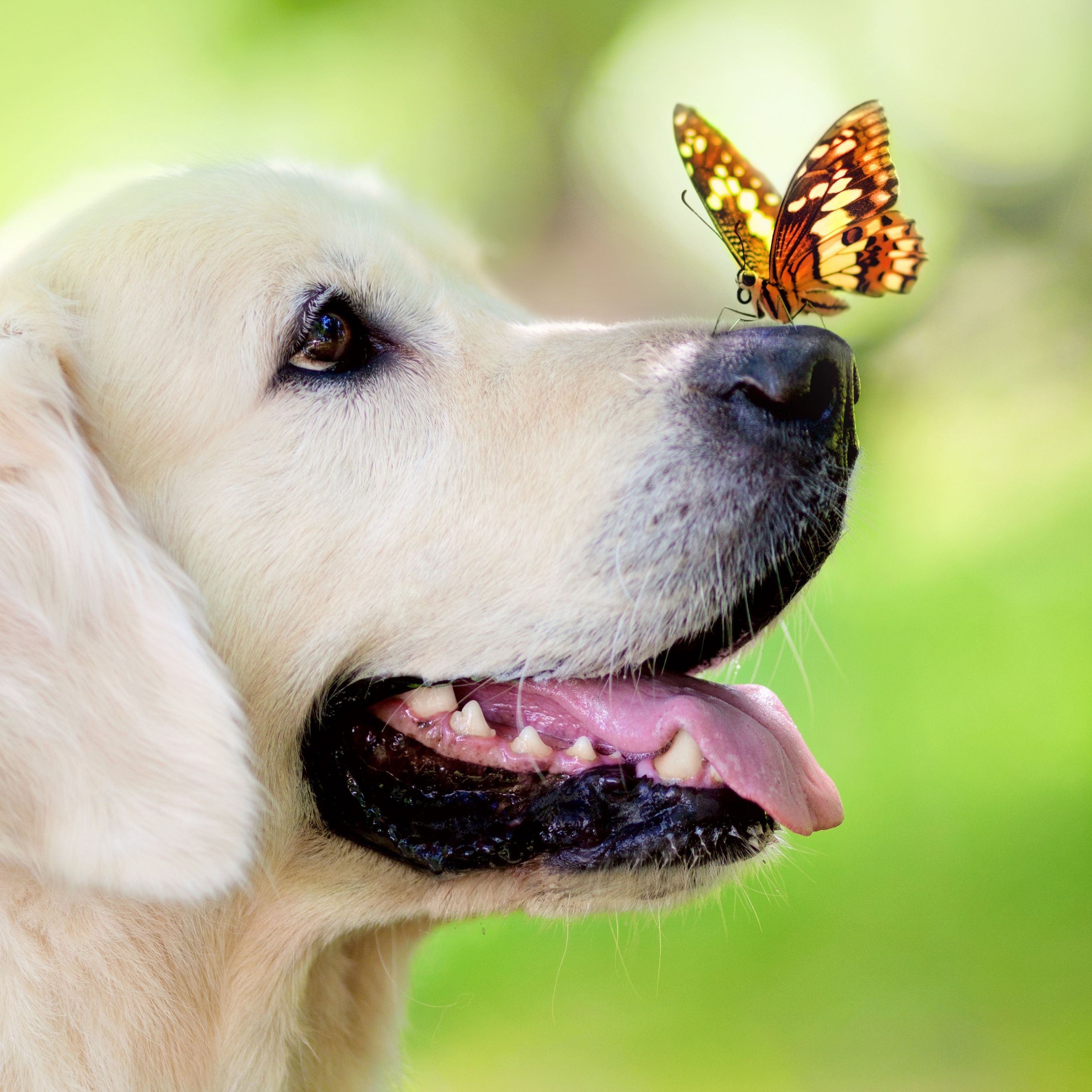 faire du papier peint,chien,labrador retriever,golden retriever,museau