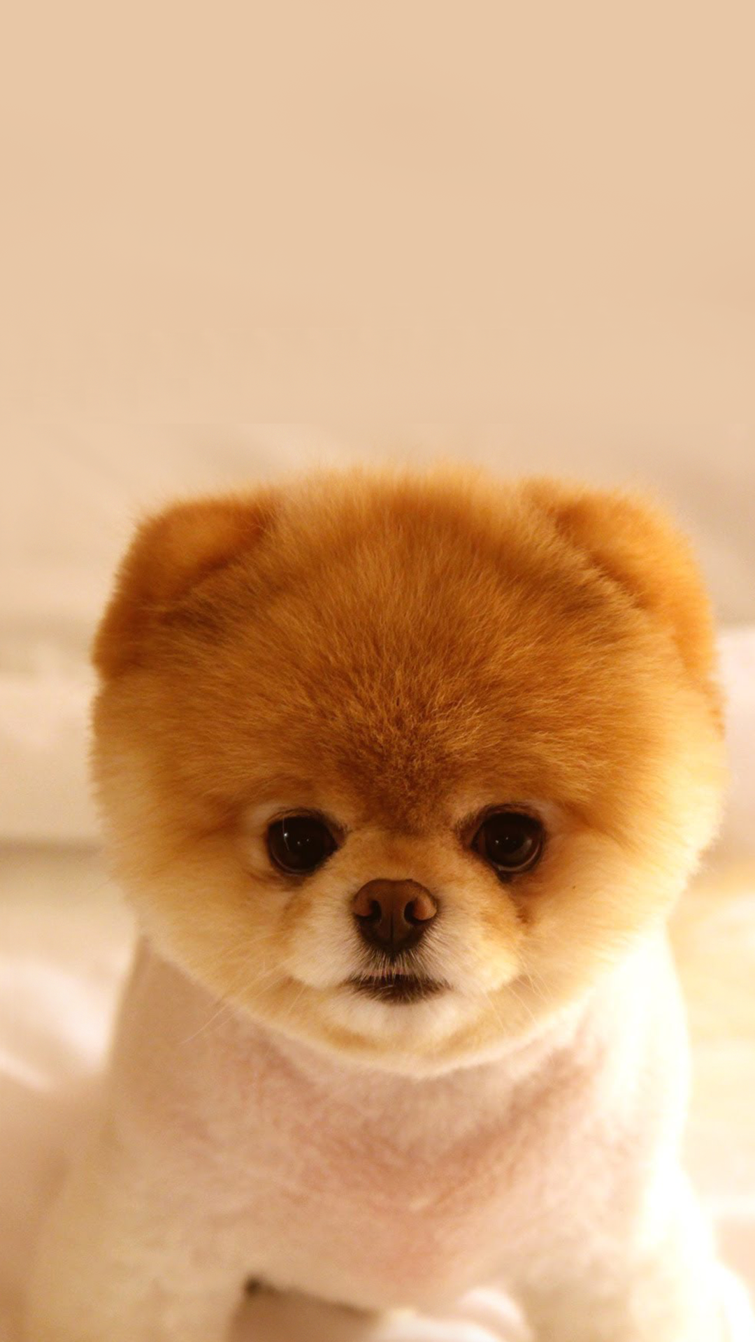 do-wallpaper-mammal-dog-vertebrate-canidae-dog-breed-769971