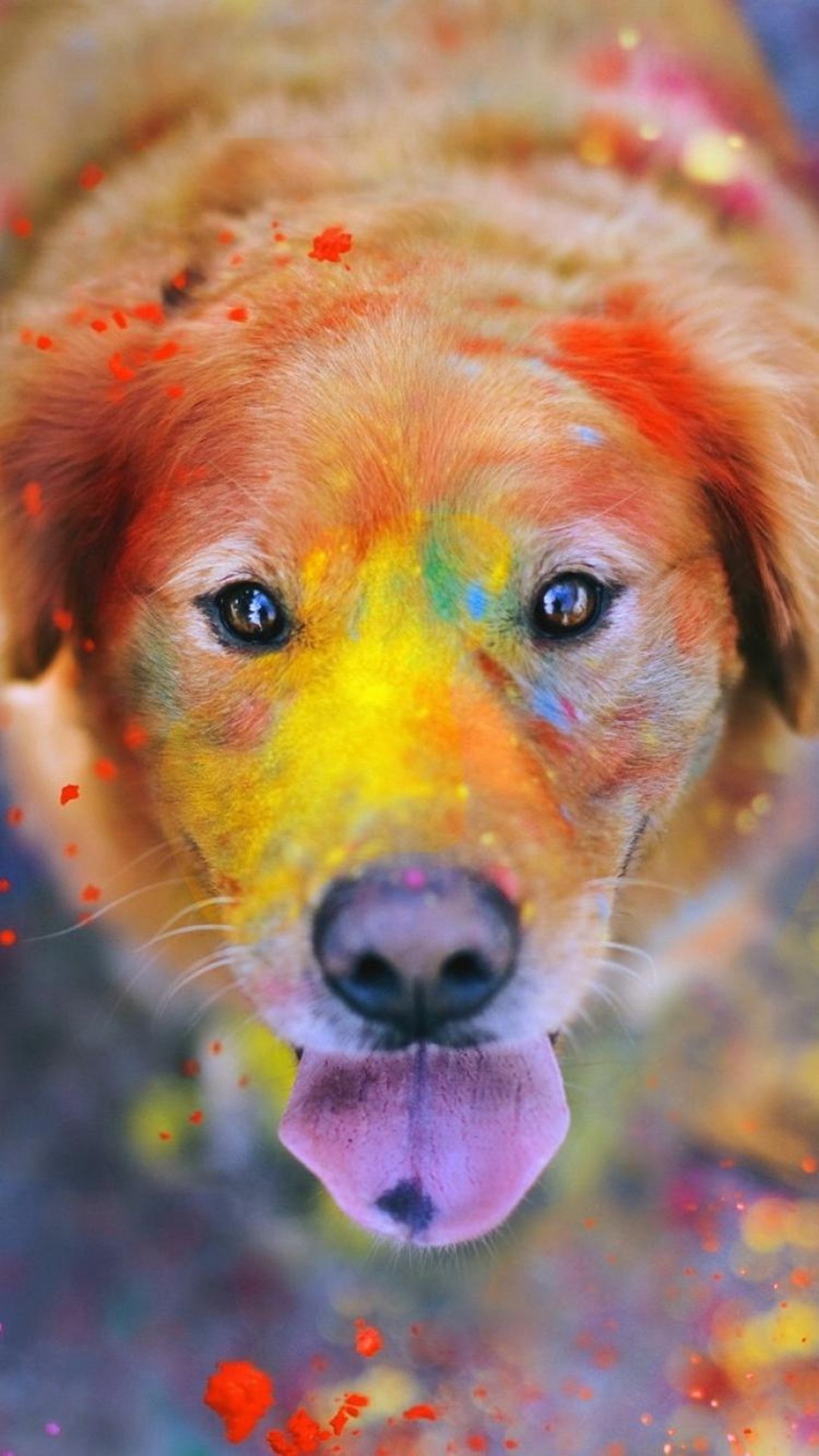 벽지를하다,개,페인트 등,수채화 물감,골든 리트리버,주둥이