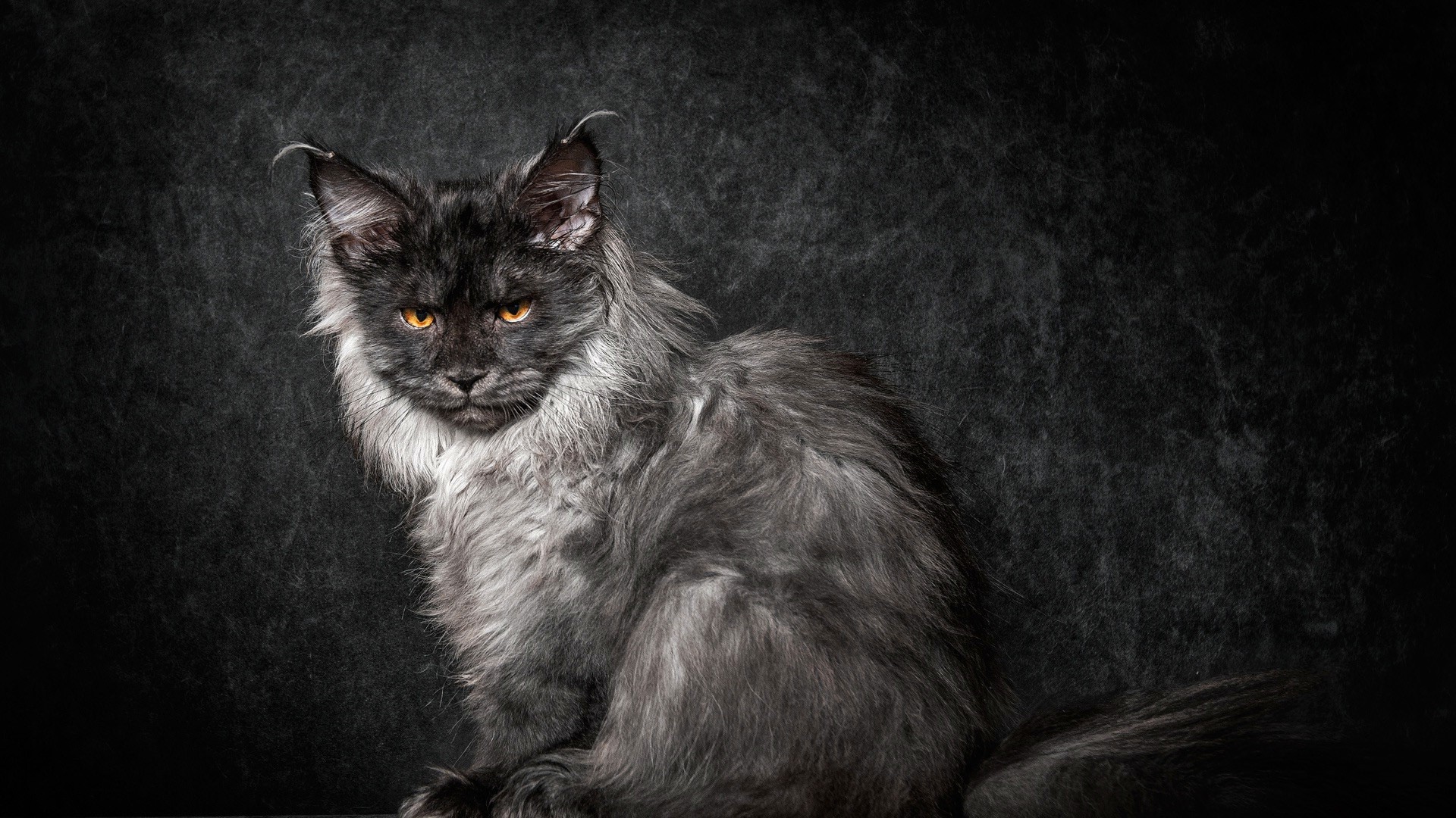 fond d'écran principal,chat,chats de petite à moyenne taille,félidés,moustaches,noir et blanc