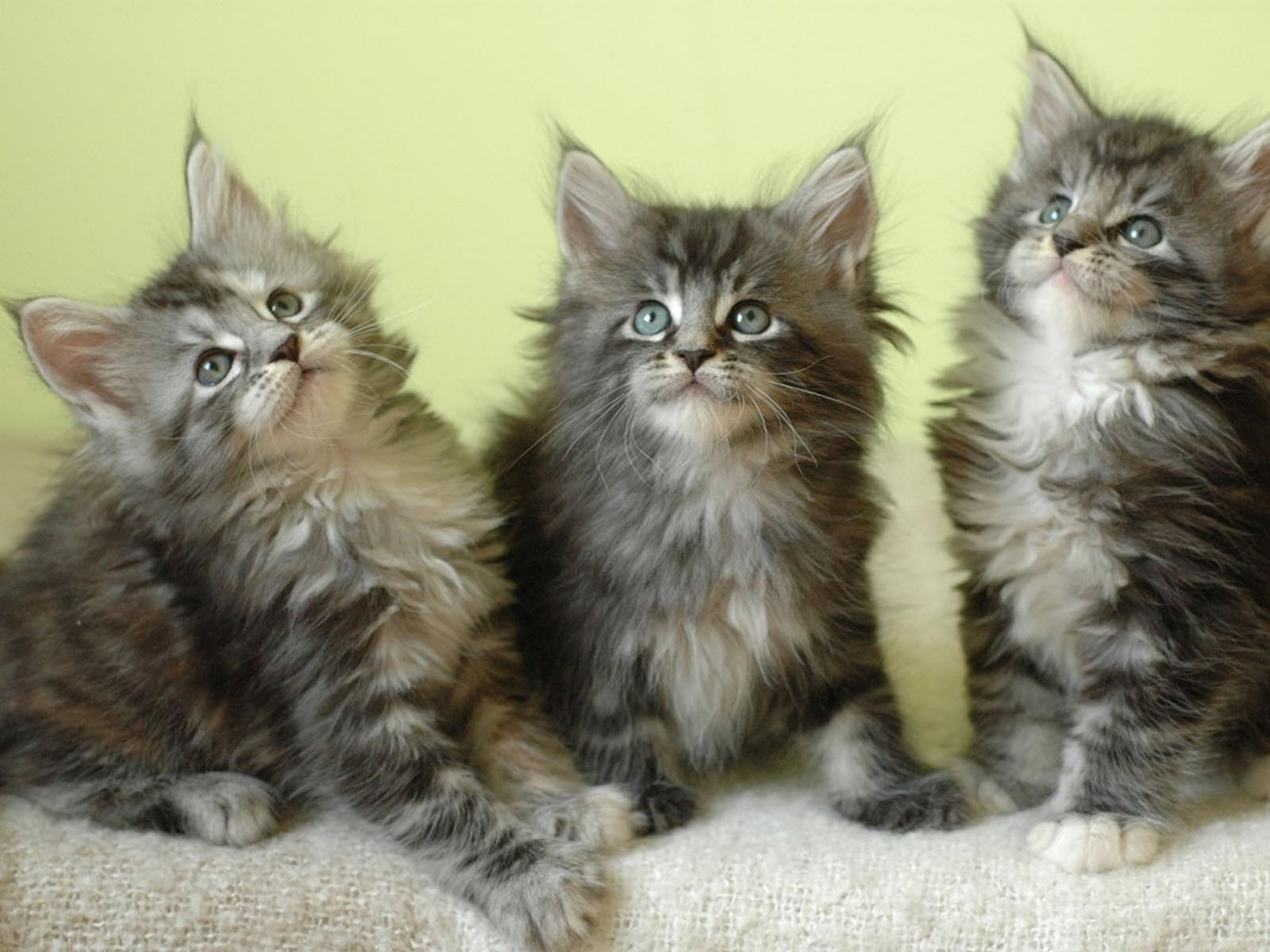 Gato Maine Coon Bebe WallpaperUse