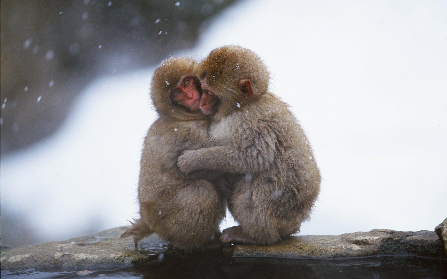 mono fondo de pantalla hd,macaco,macaco japonés,primate,macaco rhesus,nieve