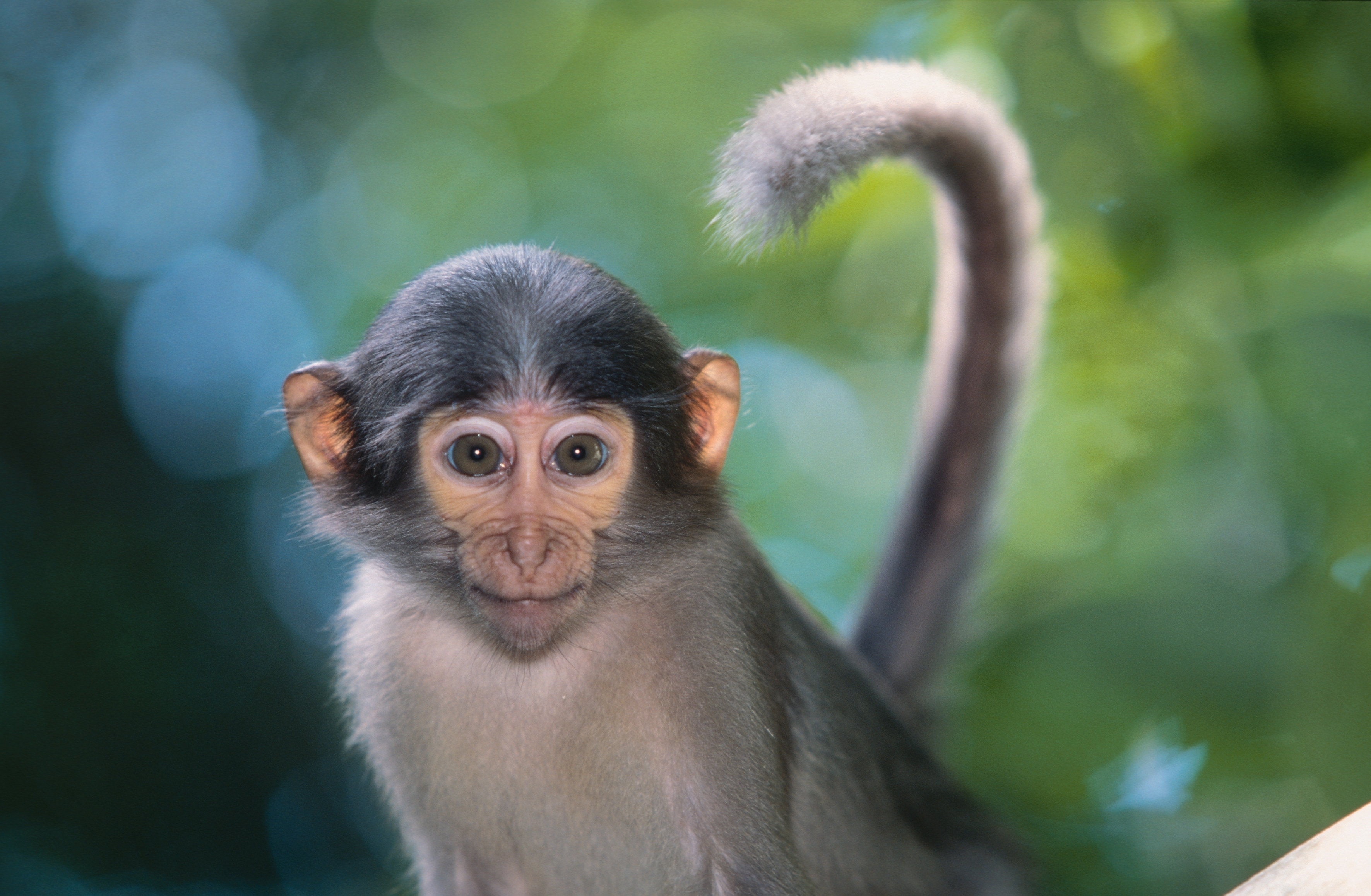 mono fondo de pantalla hd,macaco,primate,capuchino de frente blanca,macaco rhesus,fauna silvestre