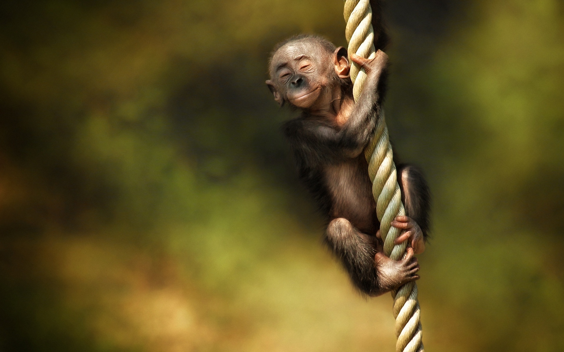 mono fondo de pantalla hd,chimpancé común,primate,macaco,fauna silvestre,cuerda