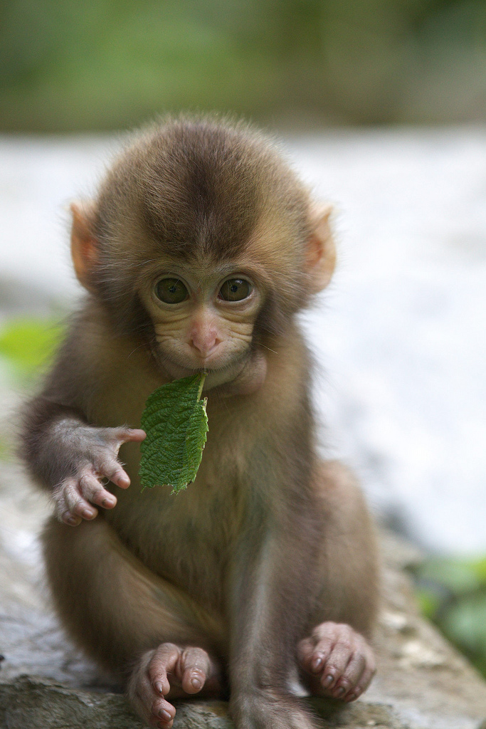 Fond D Ecran Bebe Singe Macaque Macaque Rhesus Primate Capucin A Front Blanc Faune Wallpaperuse