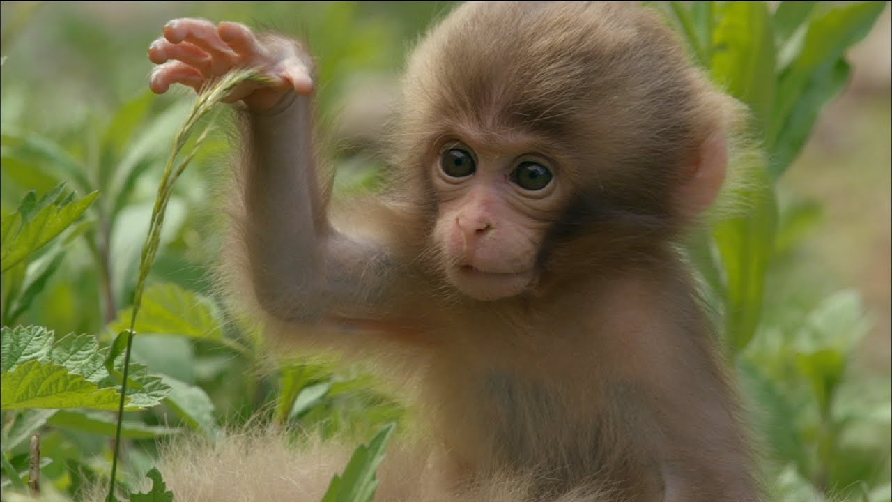 baby affe wallpaper,makaken,primas,rhesusaffe,kapuziner mit weißer front,tierwelt