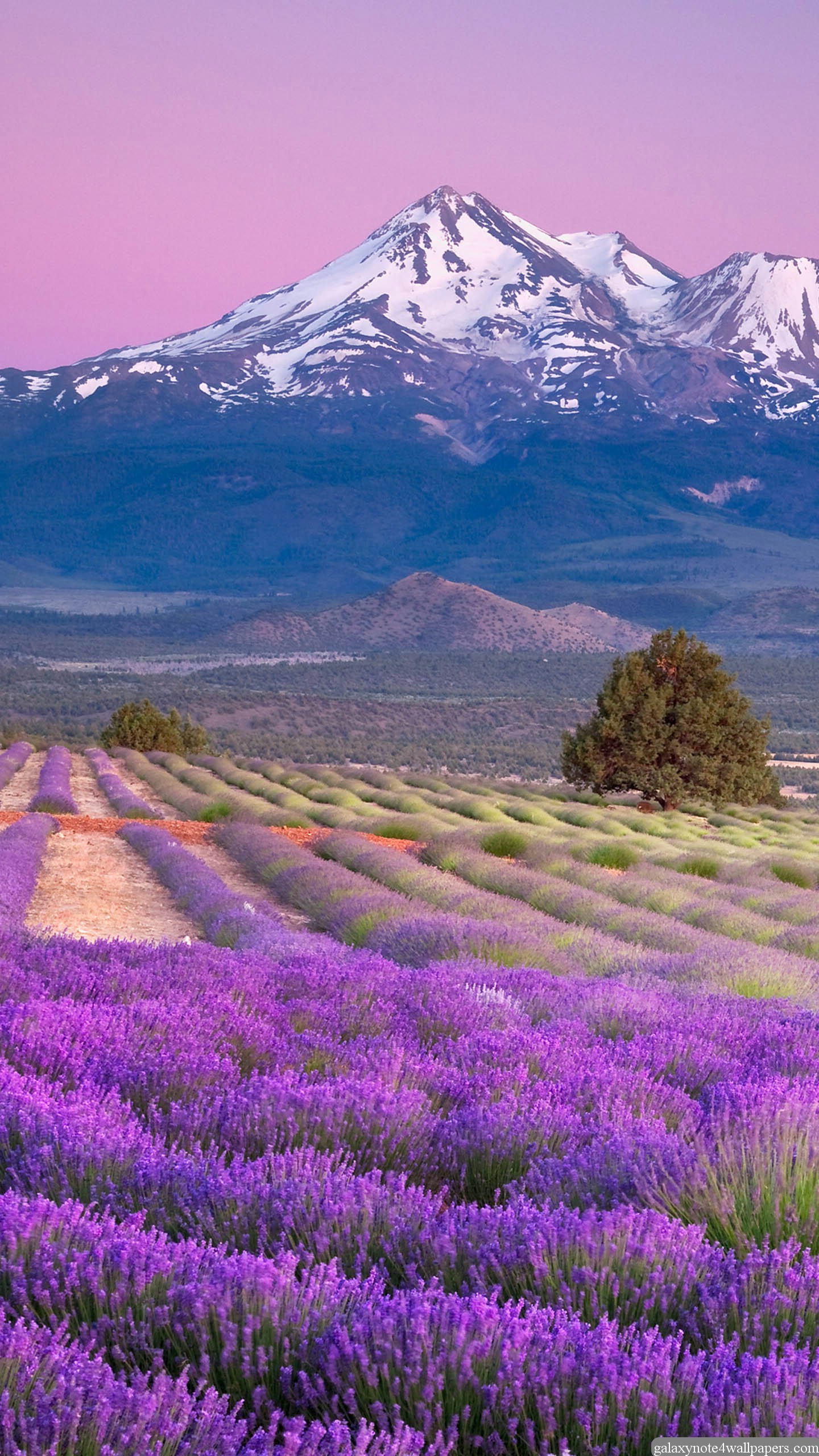 pretty lock screen wallpapers,natural landscape,lavender,nature,flower,english lavender