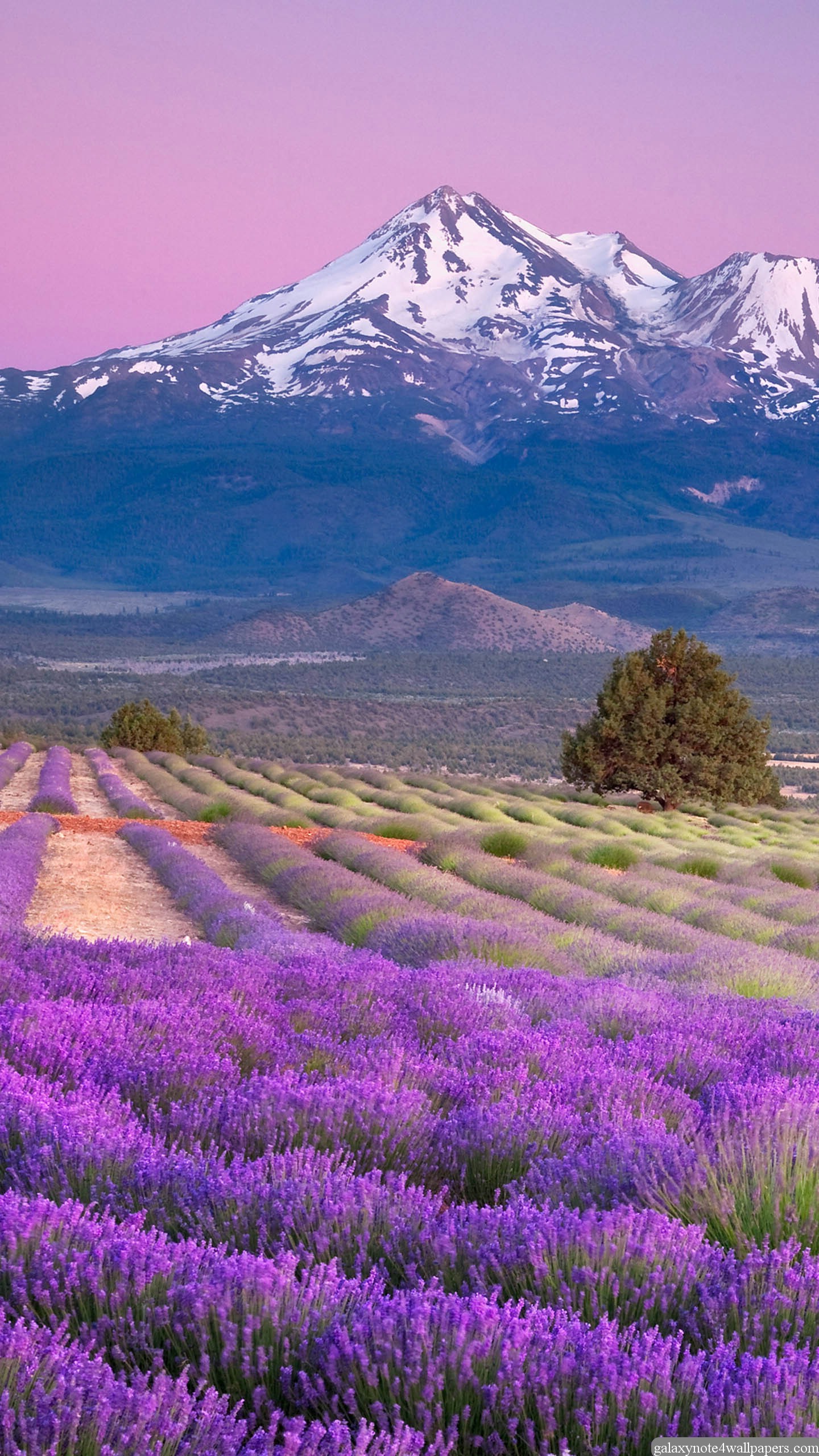 graziosi sfondi dello schermo di blocco,paesaggio naturale,lavanda,natura,fiore,lavanda inglese