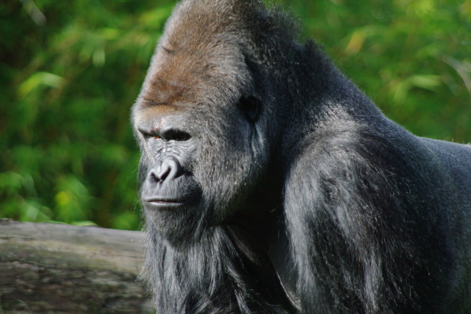 サルの壁紙,霊長類,陸生動物,鼻,葉,野生動物