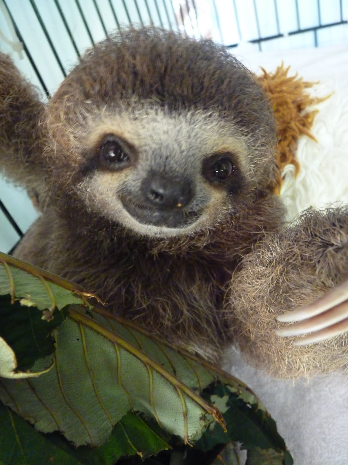 sloth iphone wallpaper,mammal,vertebrate,three toed sloth,terrestrial animal,sloth