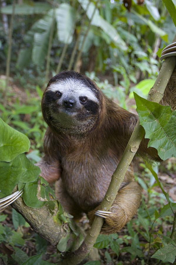sloth iphone wallpaper,vertebrate,mammal,three toed sloth,sloth,terrestrial animal