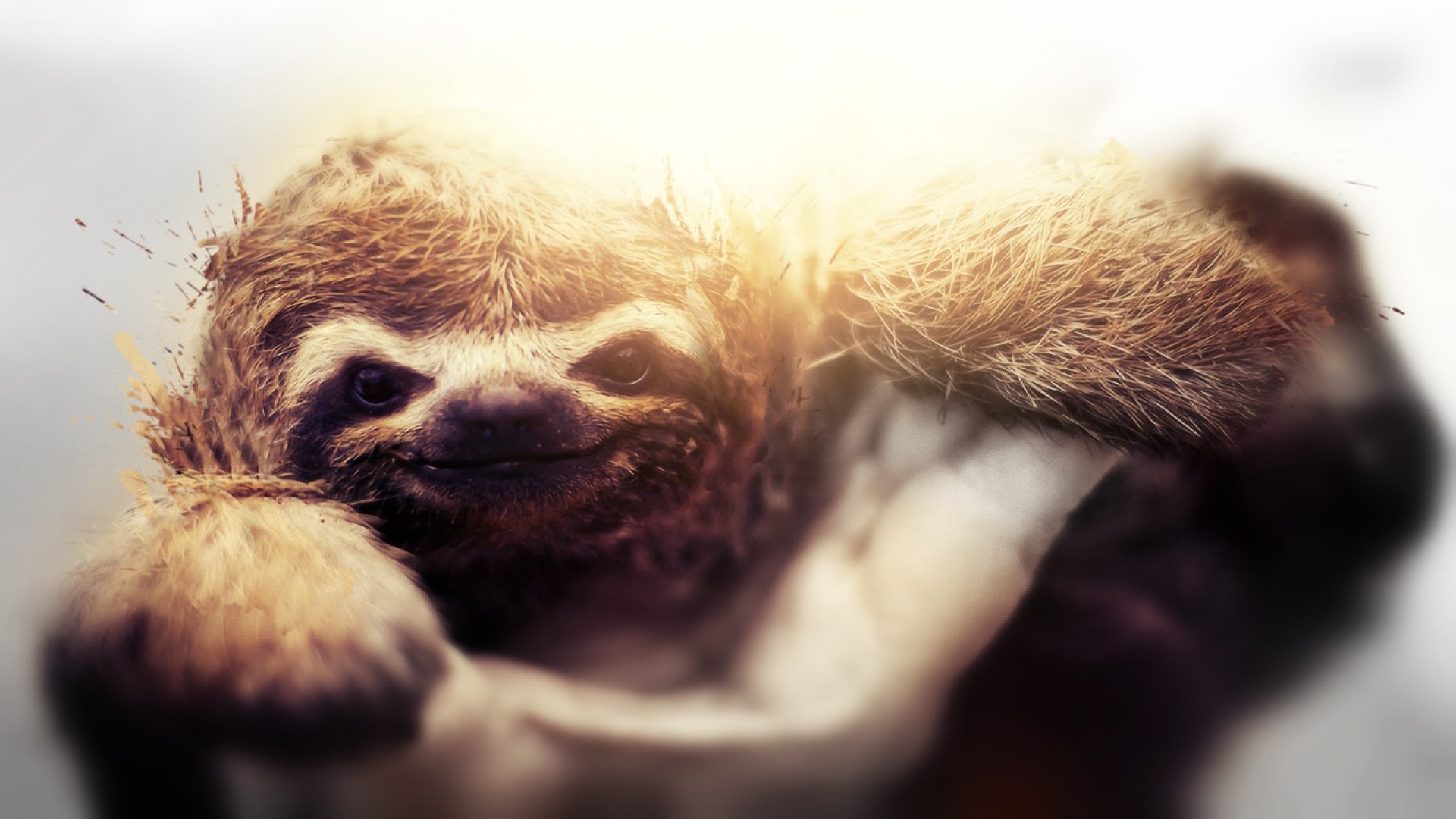 sloth iphone wallpaper,three toed sloth,sloth,two toed sloth,snout,nose