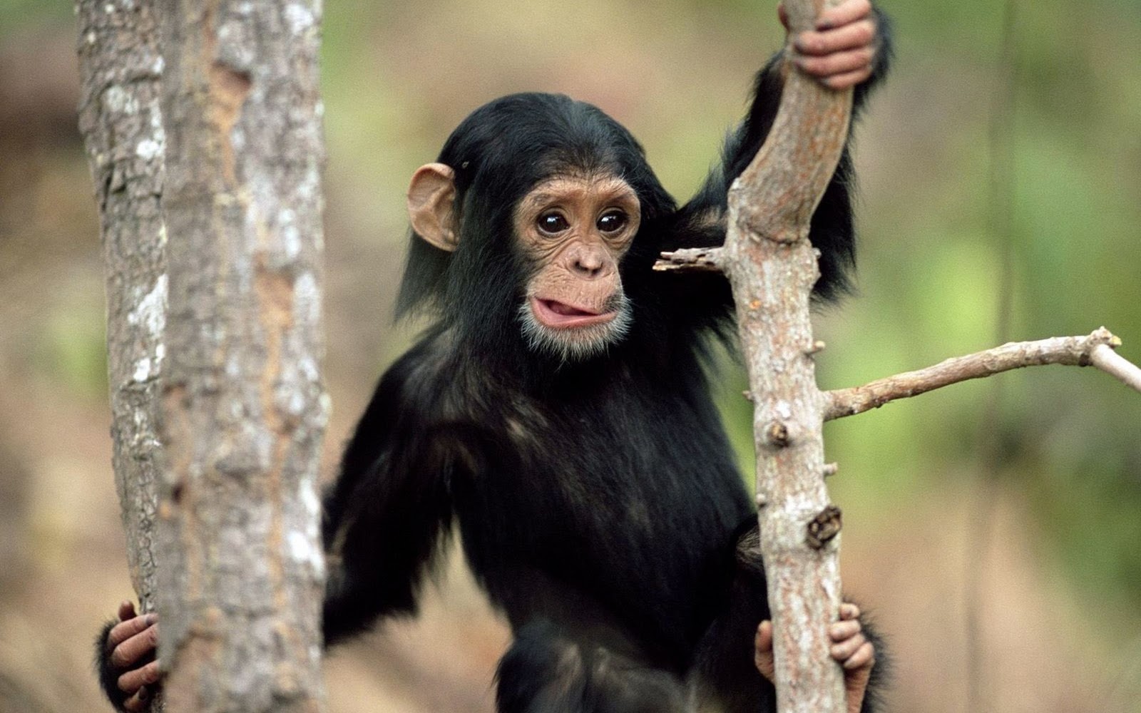 fond d'écran mignon de singe,chimpanzé commun,primate,museau,humain,animal terrestre