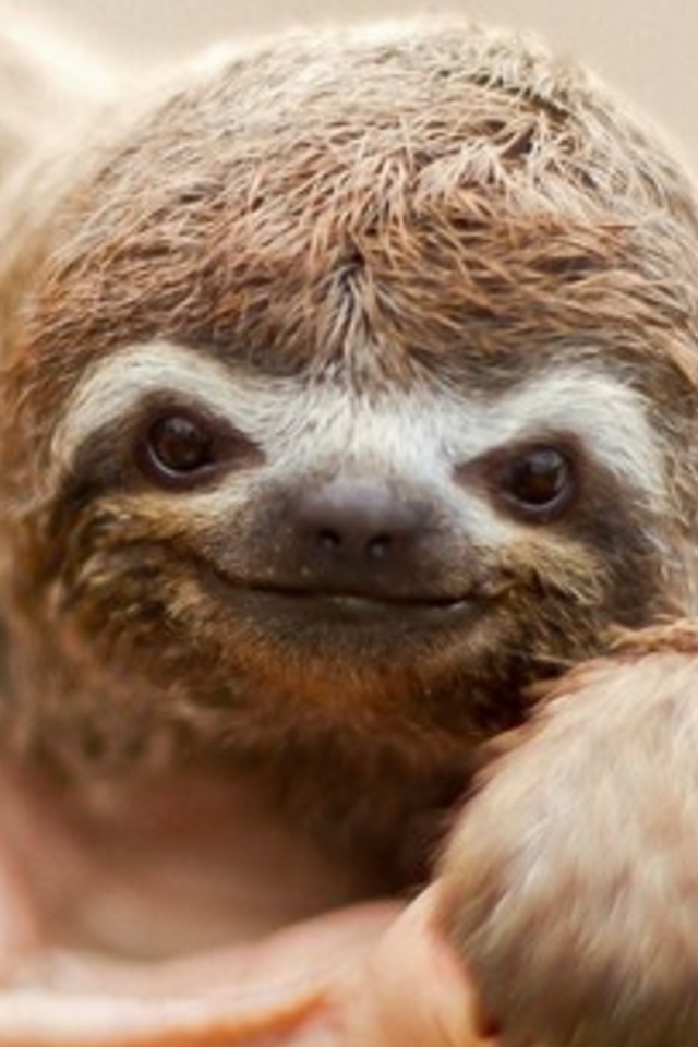 sloth iphone wallpaper,three toed sloth,sloth,two toed sloth,close up,terrestrial animal