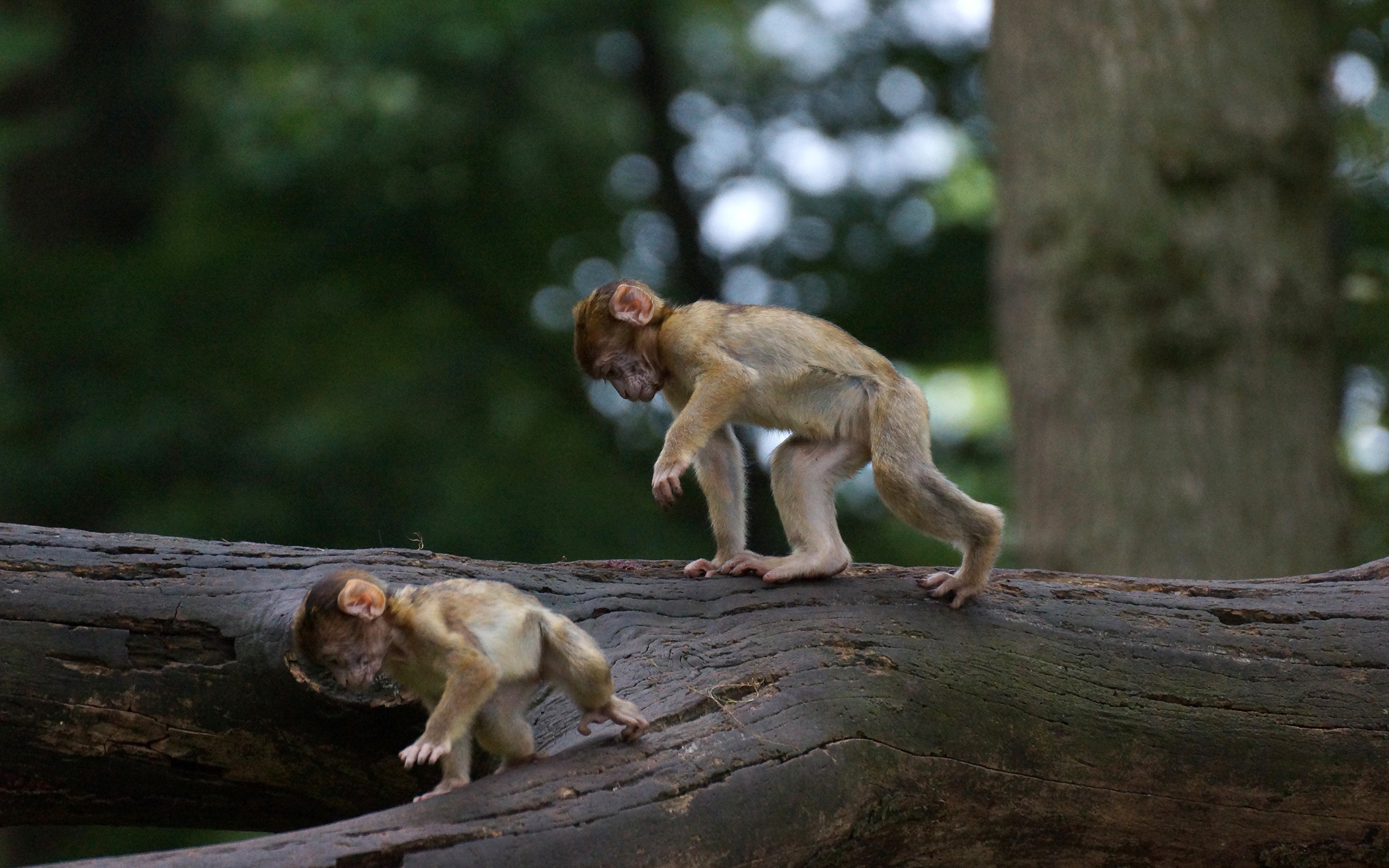 carta da parati scimmia carino,macaco,macaco di rhesus,primate,natura,cerbiatto