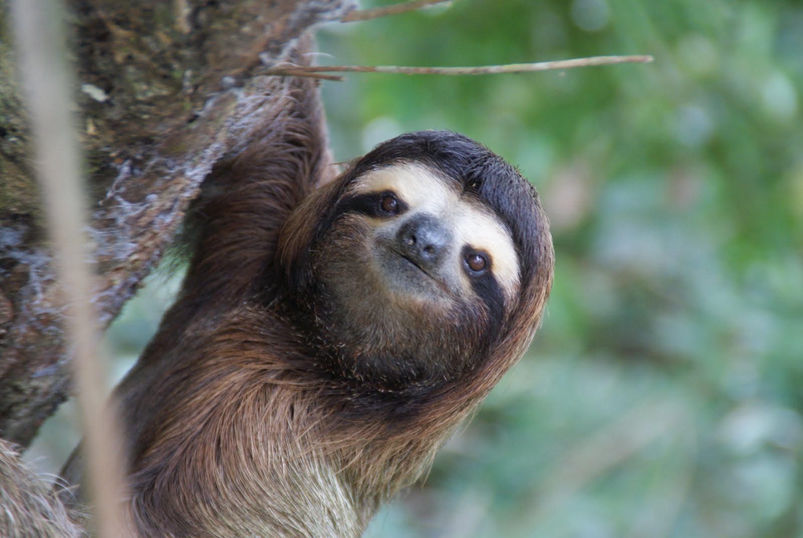 sloth iphone wallpaper,vertebrate,three toed sloth,sloth,two toed sloth,terrestrial animal