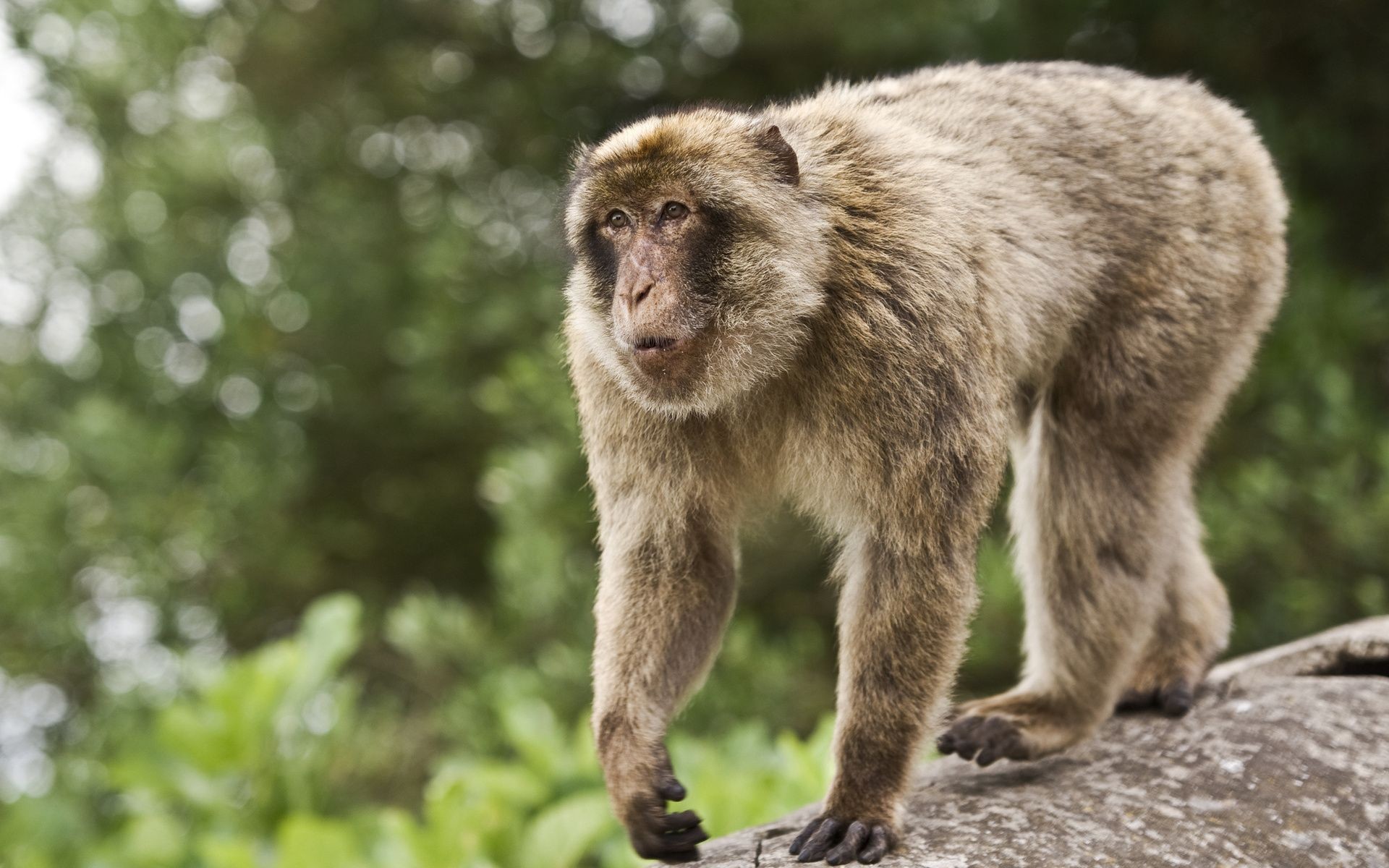 süße affentapete,makaken,primas,landtier,tierwelt,japanischer makaken