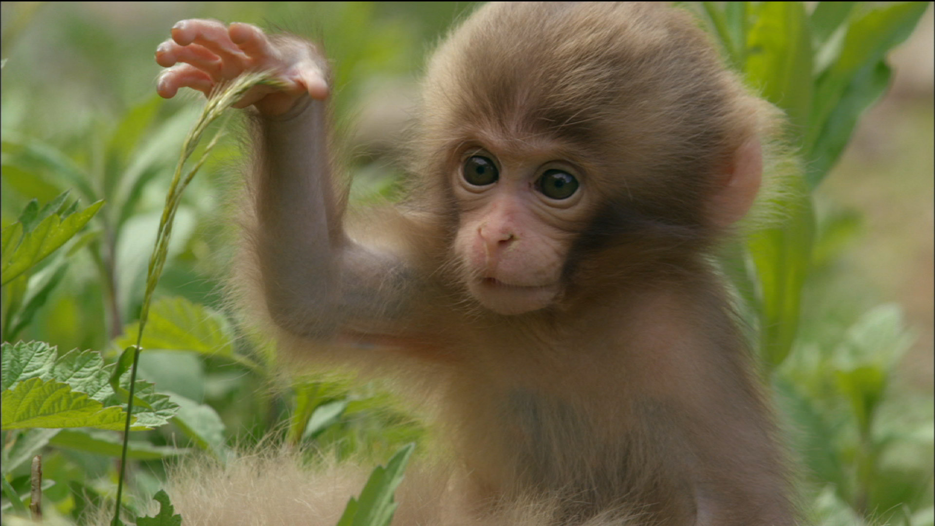 fond d'écran mignon de singe,macaque,primate,macaque rhésus,faune,capucin à front blanc