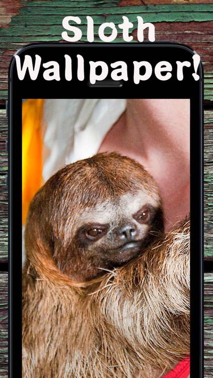sloth iphone wallpaper,vertebrate,mammal,three toed sloth,sloth,two toed sloth