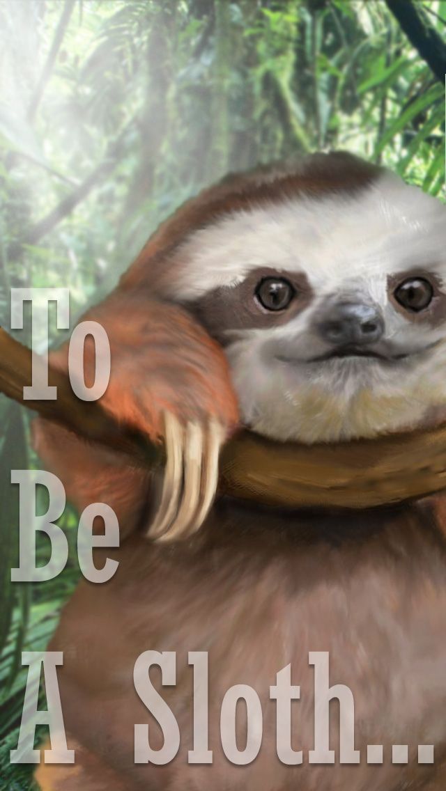 sloth iphone wallpaper,sloth,three toed sloth,shih tzu,snout,photo caption