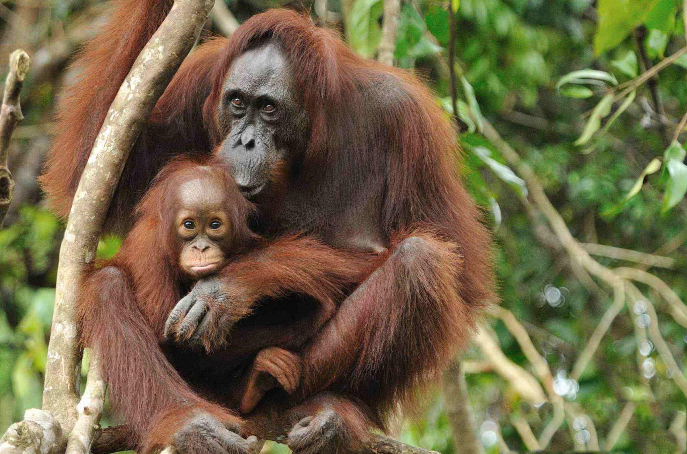 fondo de pantalla de orangután,orangután,primate,animal terrestre,fauna silvestre,selva