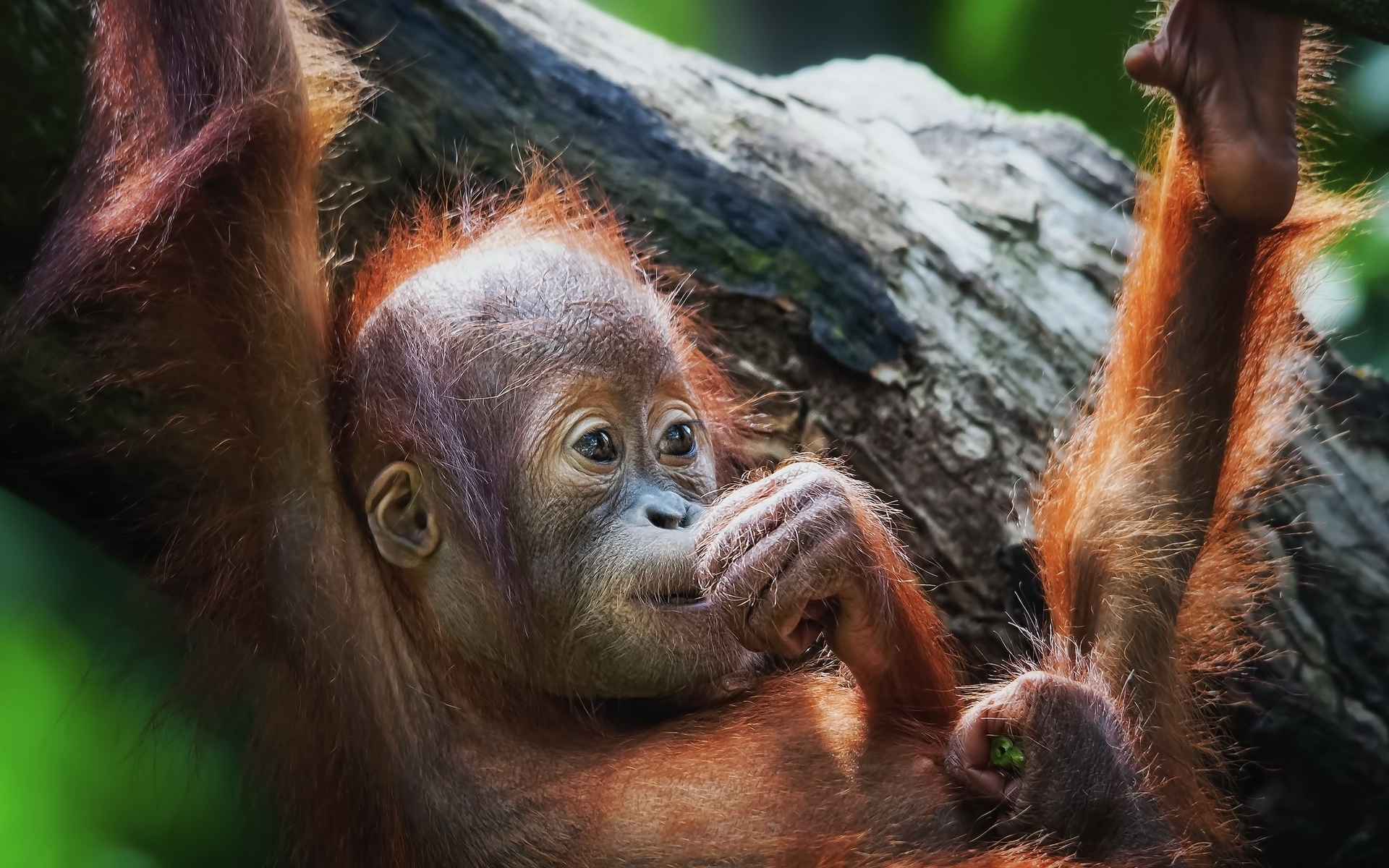 orangutan wallpaper,orangutan,mammal,primate,terrestrial animal,organism