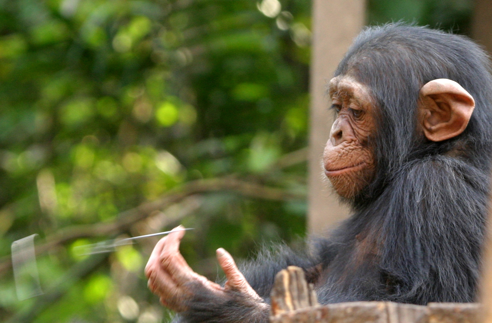 fond d'écran chimpanzé,chimpanzé commun,primate,macaque,animal terrestre,museau