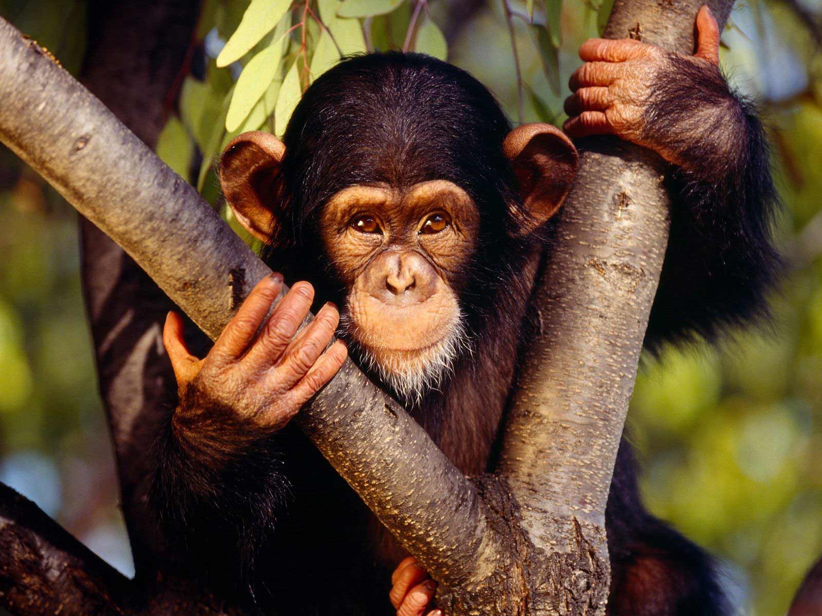 papel pintado de chimpancé,chimpancé común,primate,orangután,humano,macaco