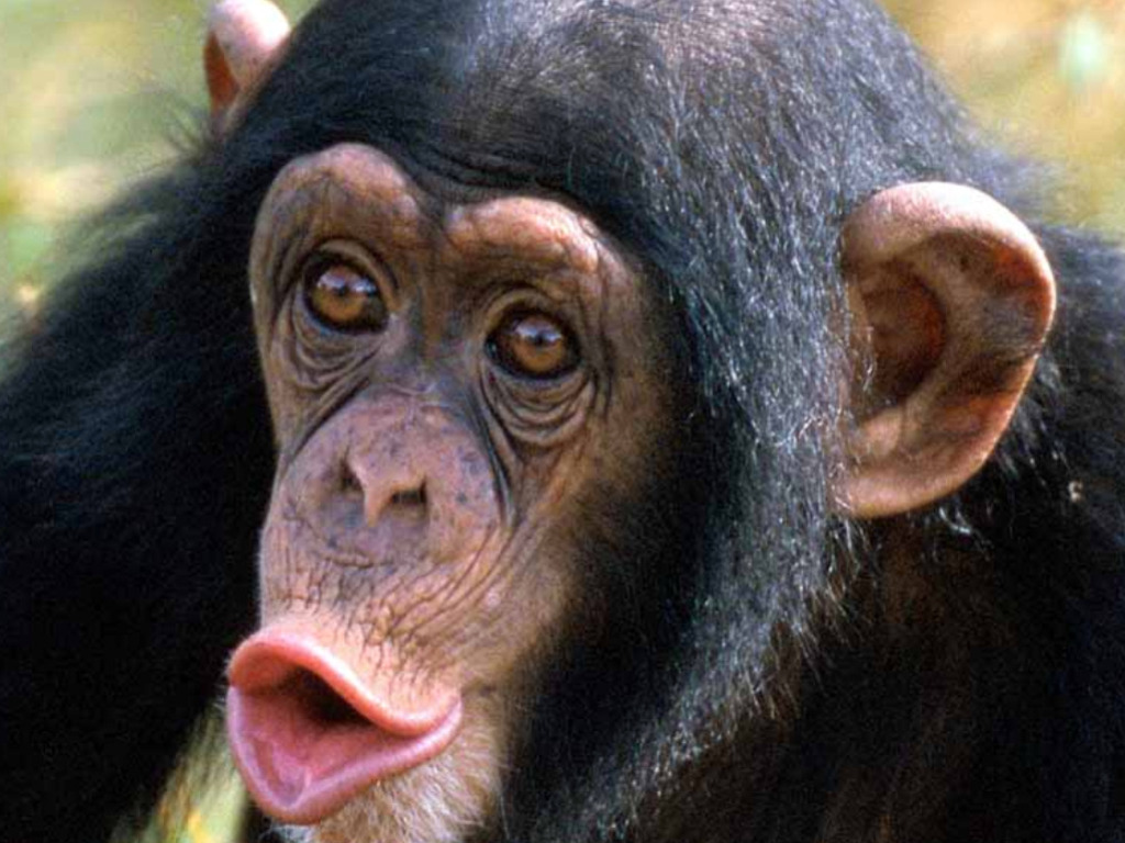 fond d'écran chimpanzé,chimpanzé commun,primate,museau,front,bouche