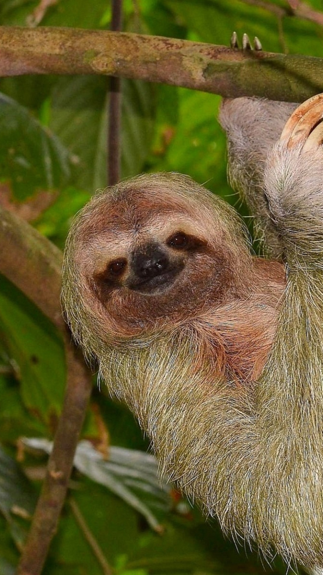 cute sloth wallpaper,vertebrate,three toed sloth,sloth,mammal,two toed sloth