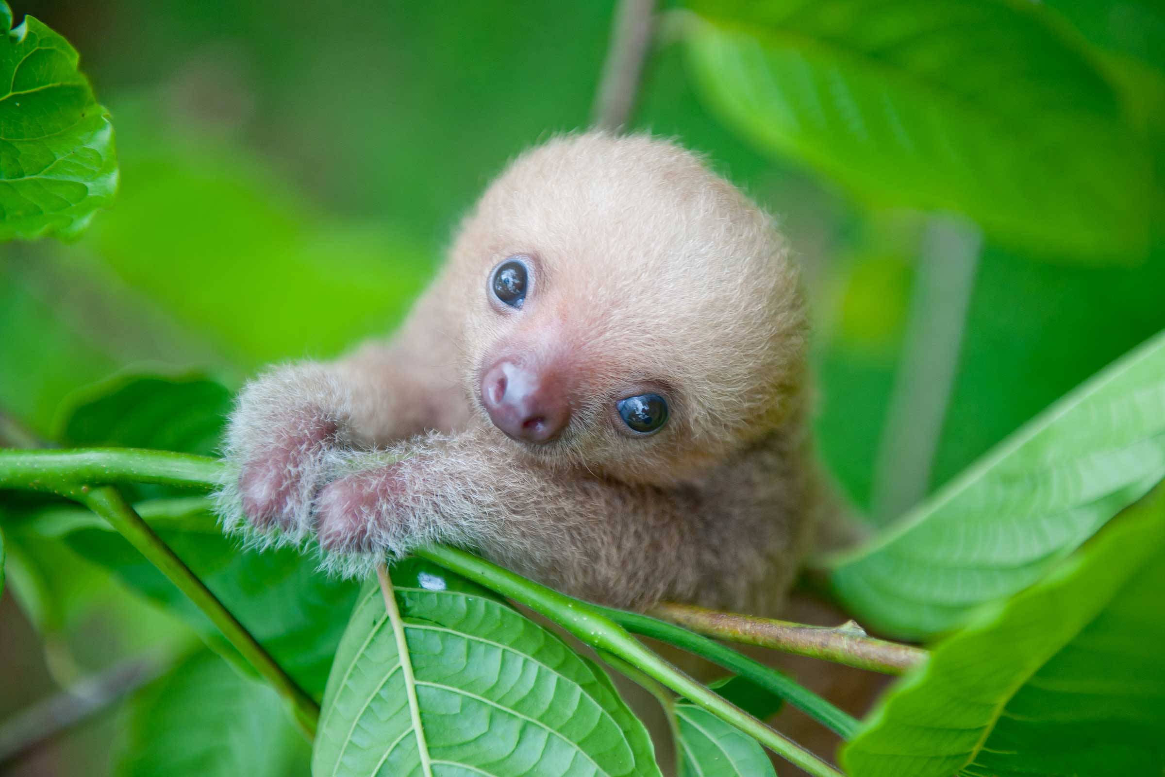 cute sloth wallpaper,vertebrate,mammal,sloth,two toed sloth,skin